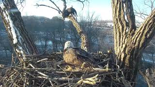 Decorah Eagles 12-15-18, 8:15 amBoth on the nest, vocals