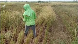 Ngarit Pari Di Sawah panen petani padi