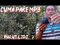 cara mikat burung tledekan/sulingan pake mp3.trik sederhana tapi manjur