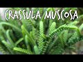 CRASSULA MUSCOSA 💚 | Cordón de San José