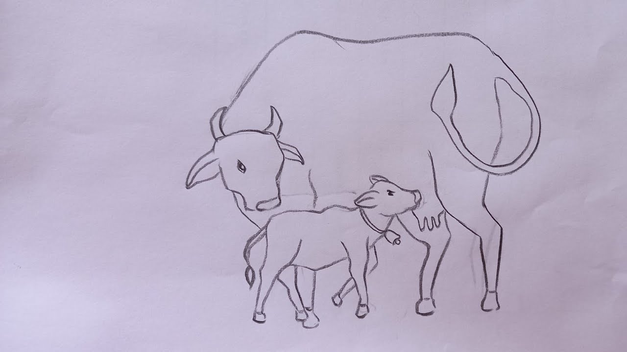 Cow Drawing - Create an Adorable Drawing of a Cow