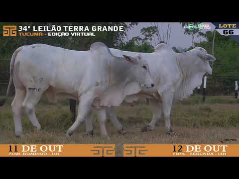 LOTE 066