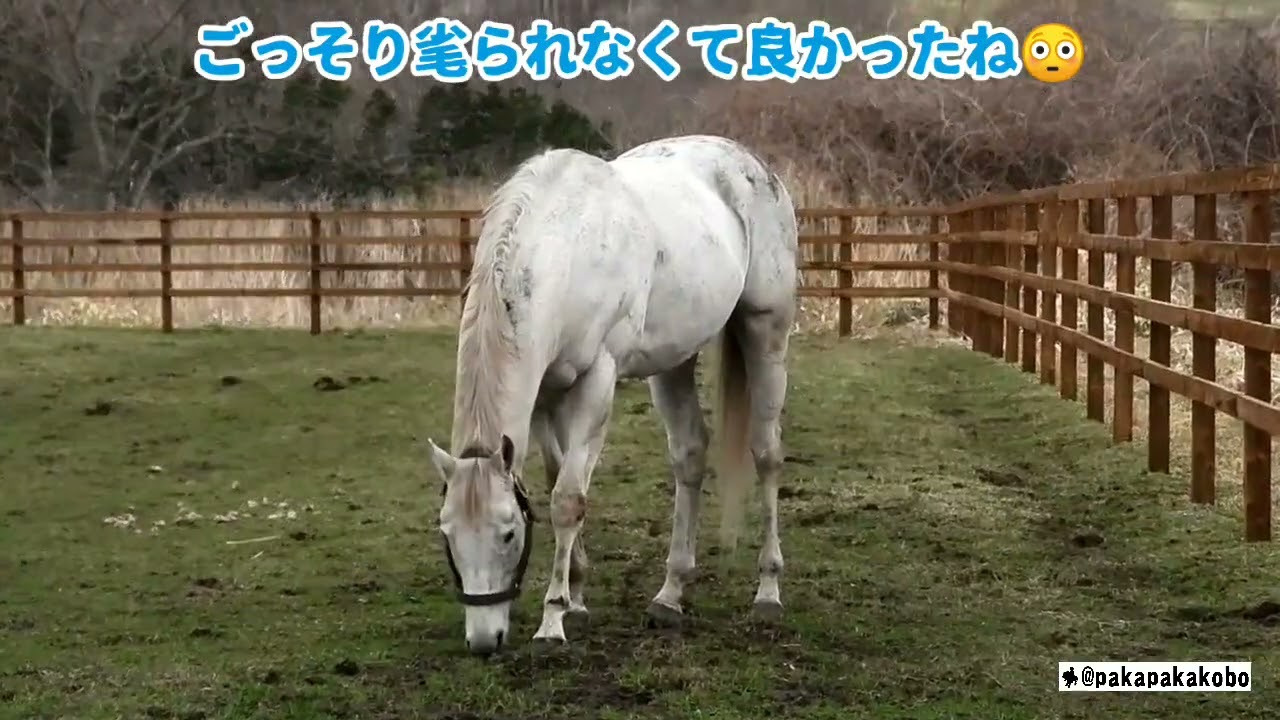 スノードラゴン、夫婦カラスにたてがみを狙われる！ - YouTube