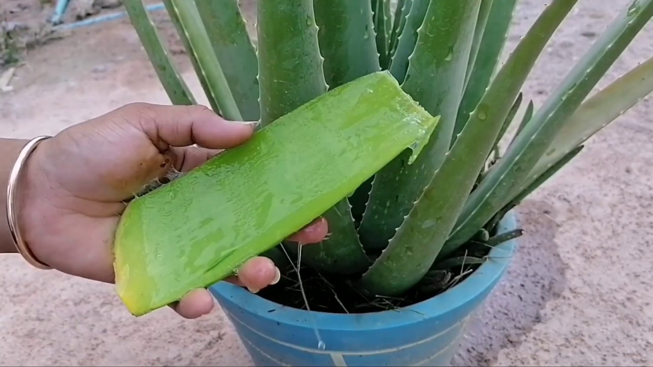 How to grow Aloe Vera plant with compost YouTube