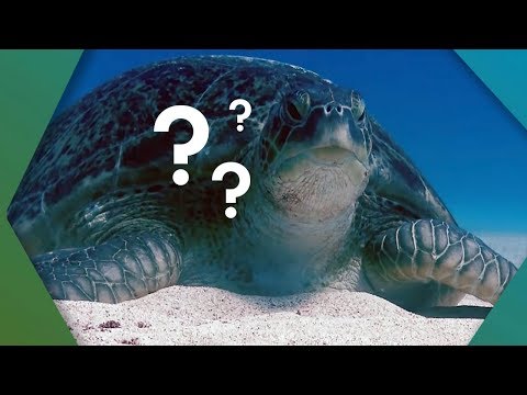 What's Inside A Turtle Shell? | The Travel Edit