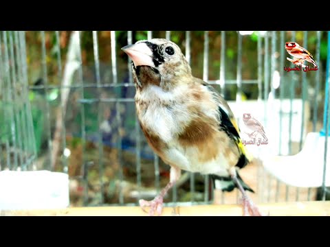Βίντεο: Πώς να εκπαιδεύσει ένα Parakeet