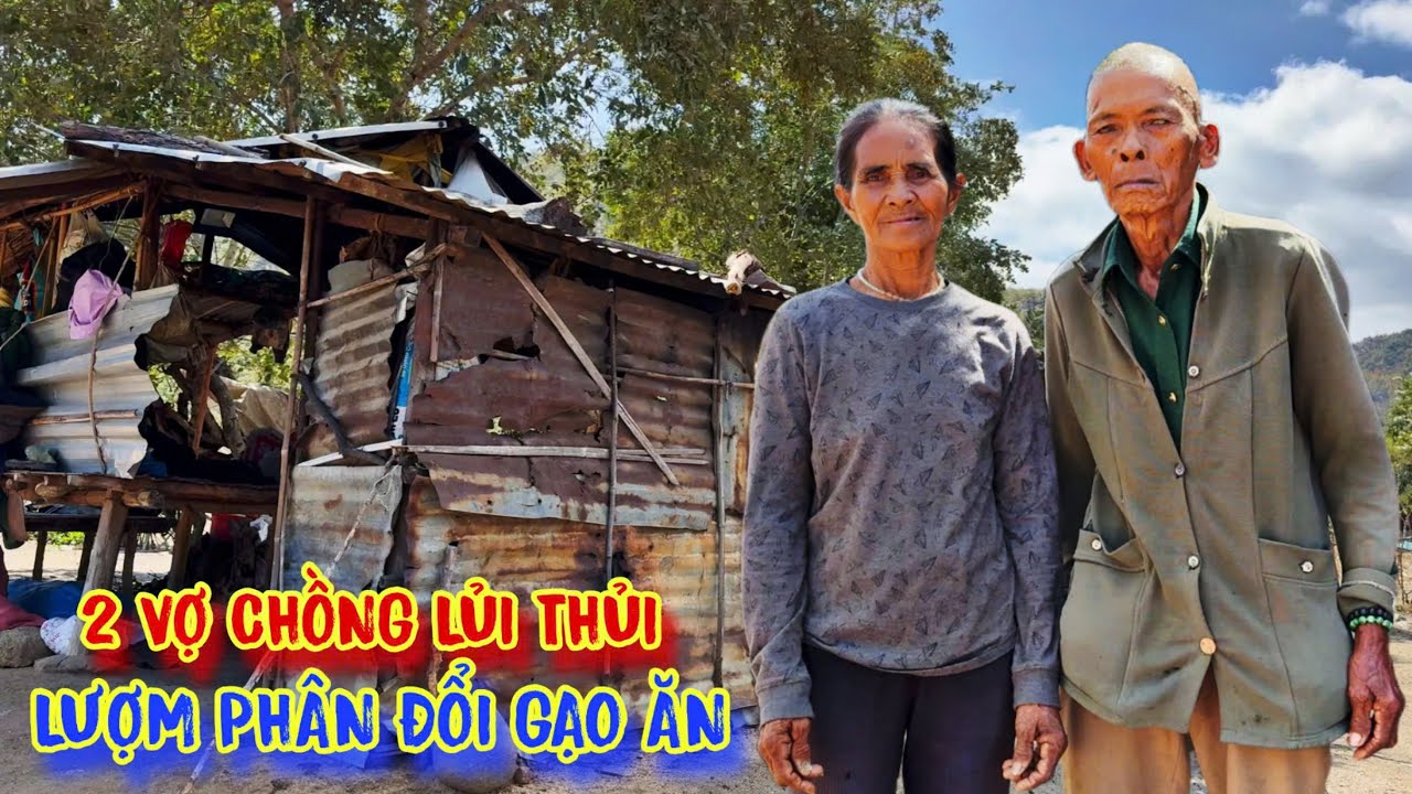 BÀ CỤ nghèo, lượm phân bò nuôi ÔNG CỤ, sống tạm bợ để TỒN TẠI - tập 1649