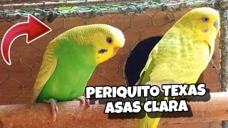 CASAL DE PERIQUITO TEXAS ASAS CLARA 