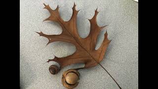 The Leaves are Green from Feierabend Book of Simple Songs and Circles