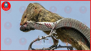 23 Painful Moments! When Snakes Messed With The Wrong Opponents Caught On Camera | Animal Fight