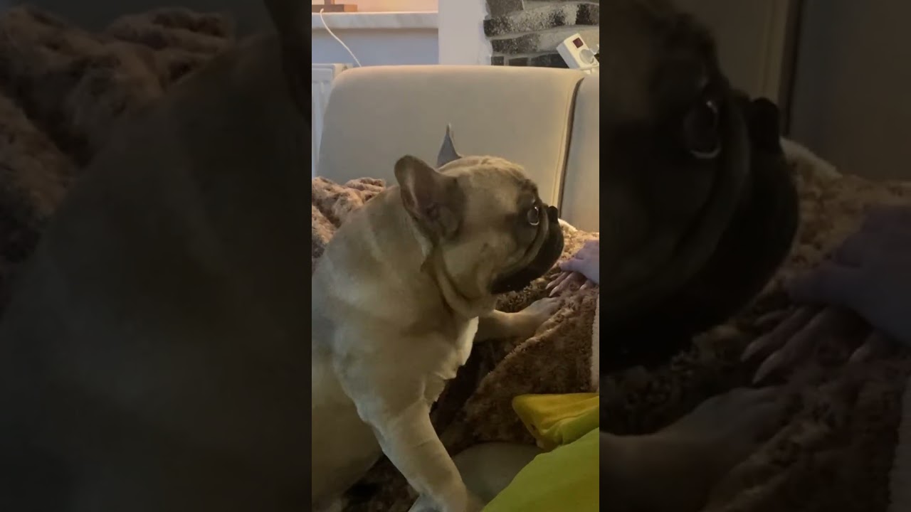 Buldoček Max 20.12.23