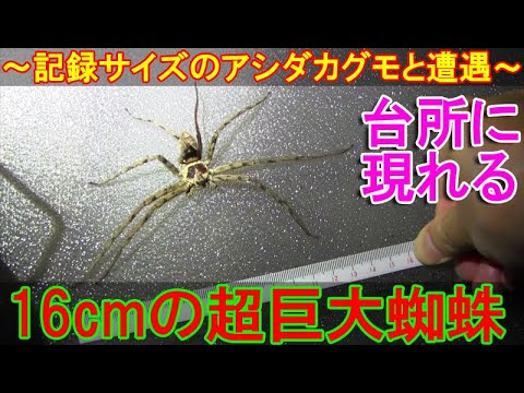 台所に超巨大蜘蛛16cm~益虫で日本最大級に育つアシダカグモの新記録サイズと遭遇~ - YouTube