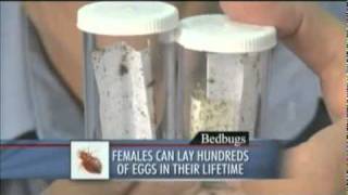 Pest Control: Bedbugs On Rise In Madison