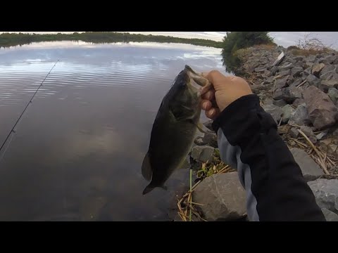 California Delta Bank Fishing with Poppers for Largemouth #fishing #californiafishing #bassfishing