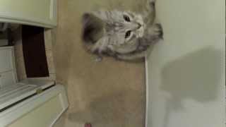 GoPro HD: Maine Coon Cat Attacks GoPro Camera in Slow Motion