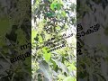 നാടൻ കറുവപ്പട്ട  ലഭ്യമാണ് കോൺടാക്ട് ചെയ്തോളു 8590934342 #reels #reel #viral #spices #Cinnamon