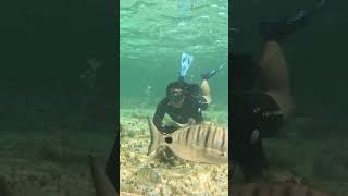 SNORKELING FUERTEVENTURA MAYO 2026 #snorkeling #freediving #marinelife #ocean #sea #fish #mar #peces