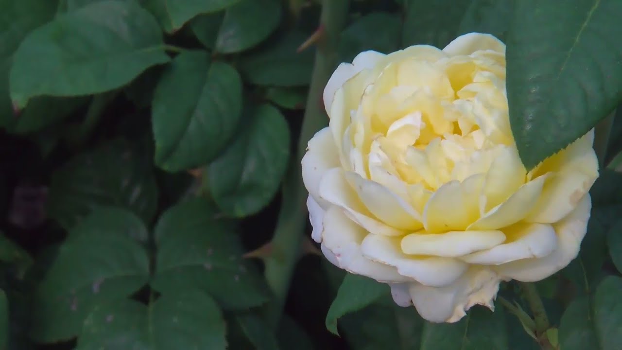 How To Grow And Care For Roses In Minnesota - YouTube