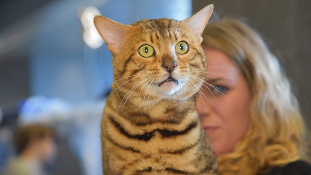 Mostra Felina -  Genova  2017  seconda parte