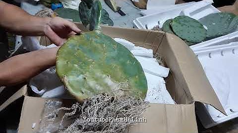 Khui hộp cây xương rồng tai voi to nhất miền bắc Opuntia Robusta