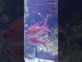 @S.E.A. Aquarium #sentosa #singapore