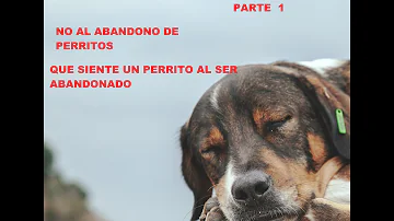 ¿Alguna vez se sienten abandonados los perros?