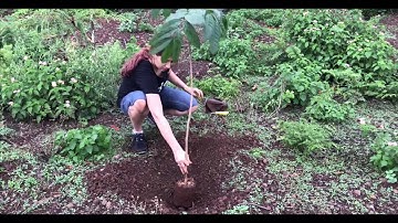 Dr. Radhika Wagh treeplanting