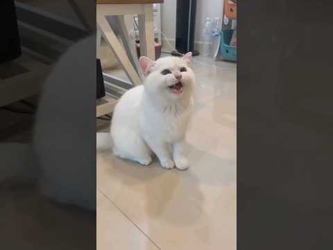 وي قطه ق ق ق صلوا على النبي