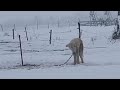 His nose is runny freezing nearly collapsed but he still waited for his owner who already ran away