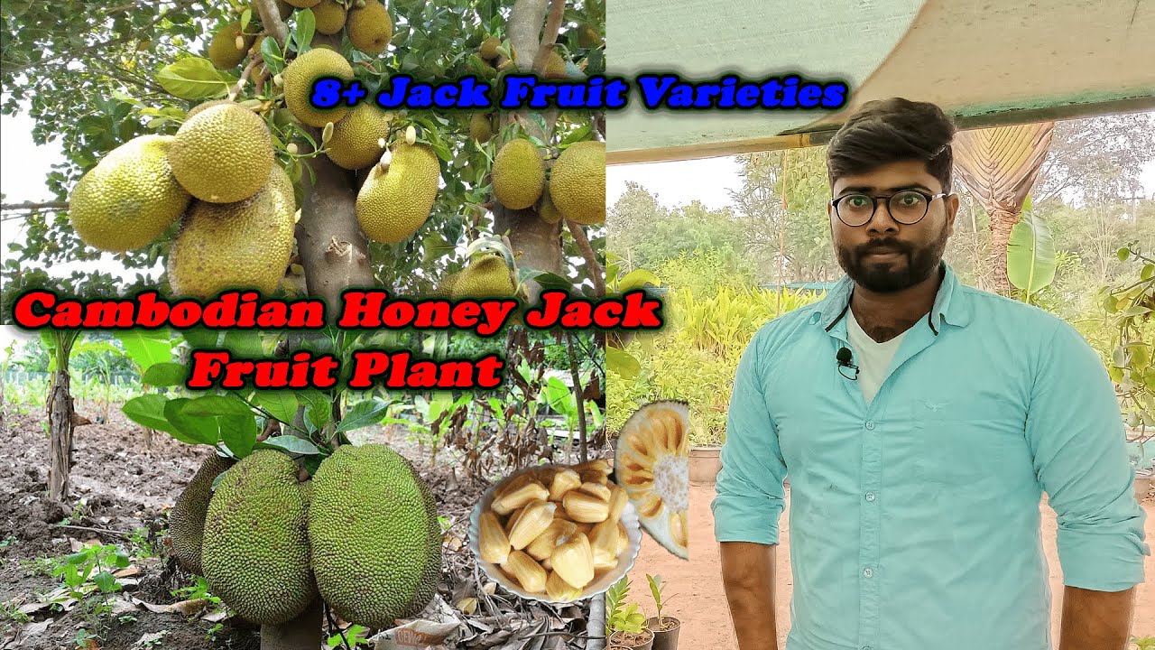 10 JACKFRUIT SEEDS100% Organic Rare/sweetest Jack Fruit