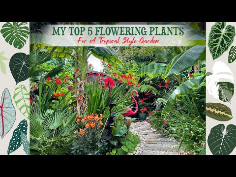 वीडियो: इंडोर ट्रॉपिकल फ्लावरिंग प्लांट्स - फूलों के साथ 5 ट्रॉपिकल हाउसप्लांट्स