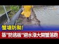 蟹塘防颱! 築"防逃板"避水漲大閘蟹落跑