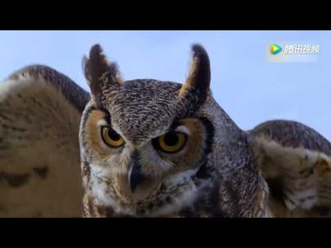 American owls can turn their heads by 270 degrees! - YouTube