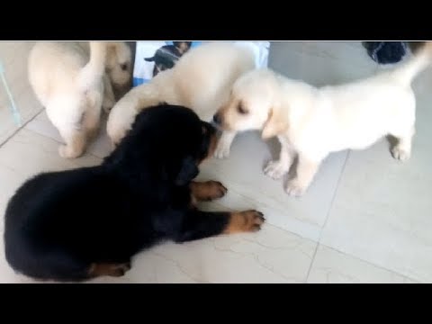 Cute Labrador Retriever & Rottweiler Puppy At Barrackpore WB l Mob 9331087905
