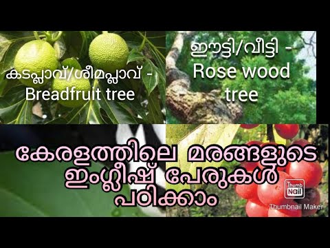 Kerala Trees English Names Various Fruit Trees In Kerala ക രളത ത ല മരങ ങൾ Youtube