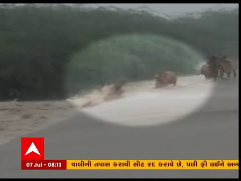 Dwarka: Five Cows Get Strangled In Rushing Stream On Causeway, Scenes Caught On Camera