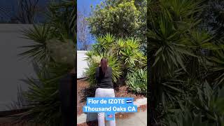 Ya Está La Cosecha De Las Flores De Izote En California Usa