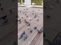 Голуби на танцполе 💃