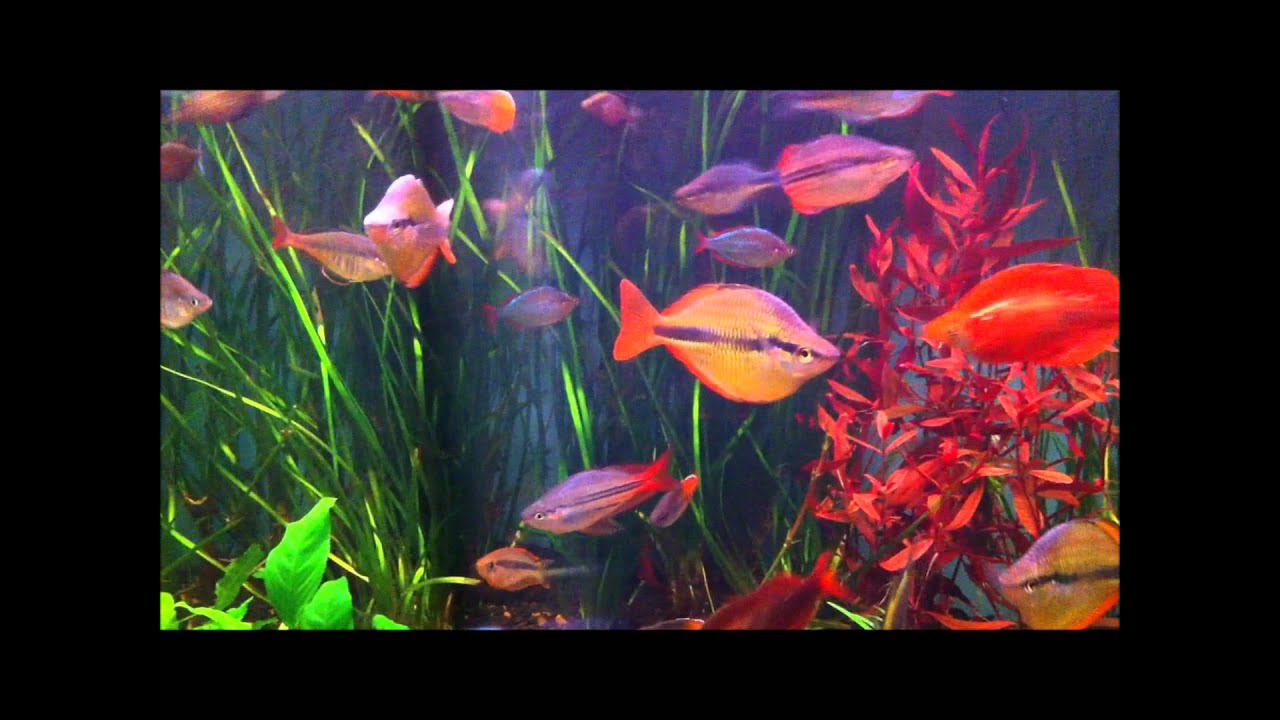 rainbow fish display youtube