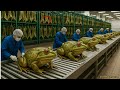 Full process| Inside a Modern Frog Leather Factory: How Raw Skins Become Luxury Fashion in the U.S.A