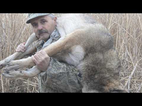 WOLVES are running amok! A professional WOLF HUNTER is rushing to the aid of FARMERS.