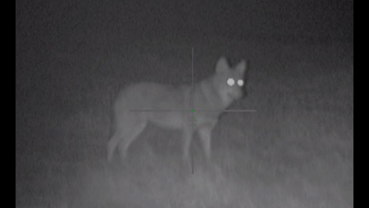 ВОЛКИ беспределят! Профессиональный ВОЛЧАТНИК спешит на помощь ФЕРМЕРАМ.