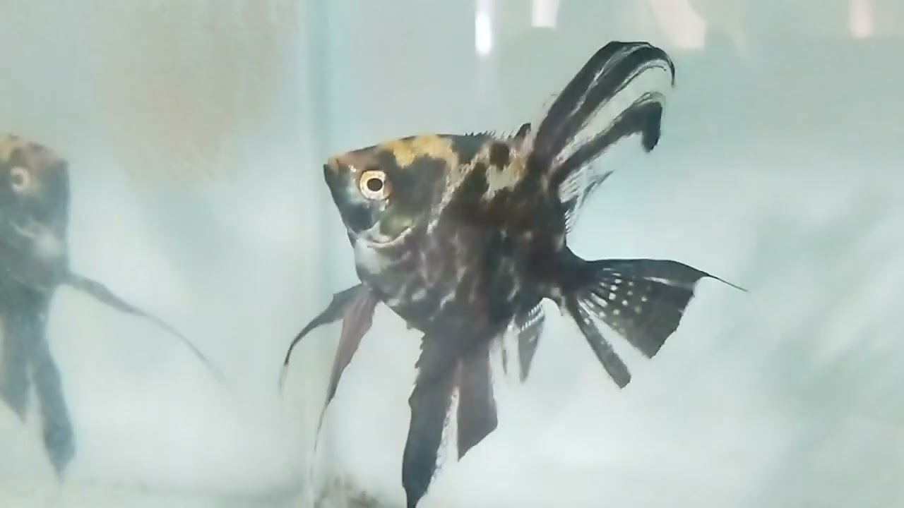 @unidiscover Angel Fish