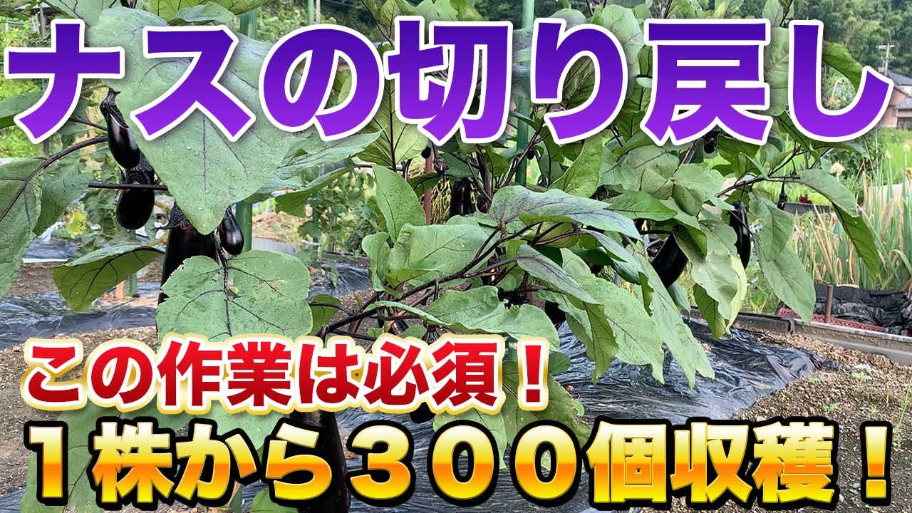 なす の 切り 戻し