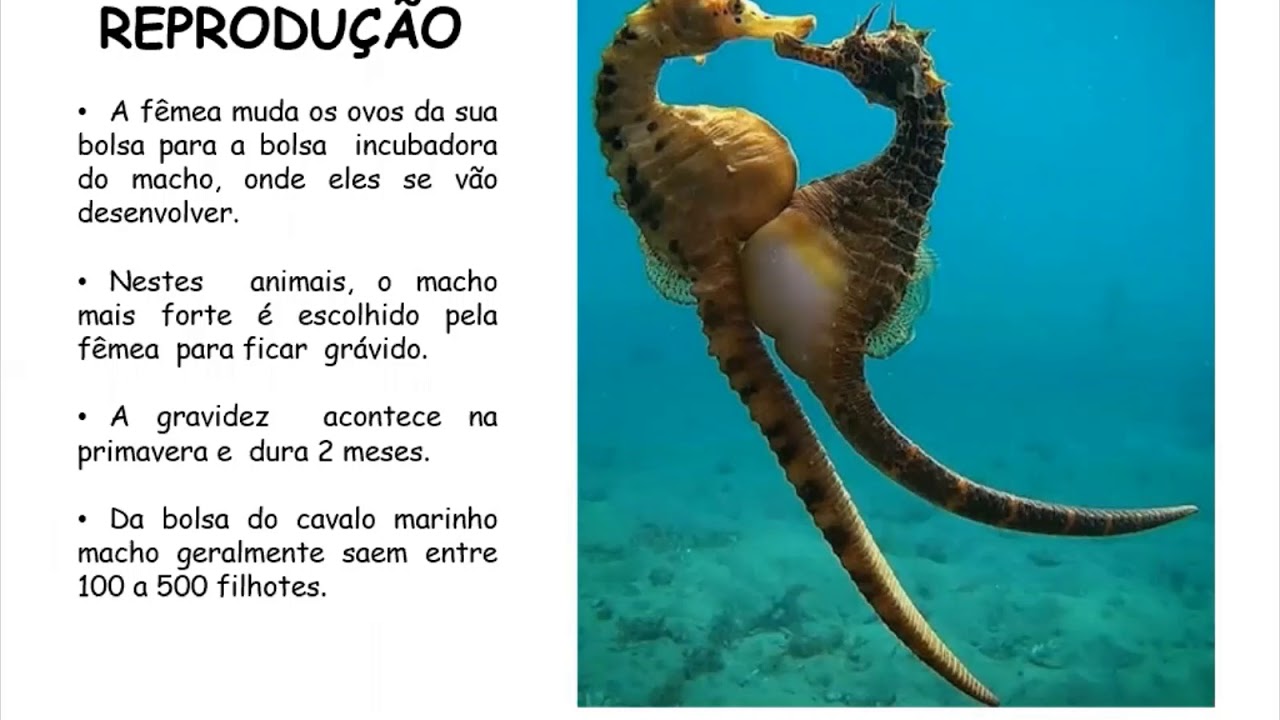 Quem quer ver um cavalo-marinho? - ((o))eco