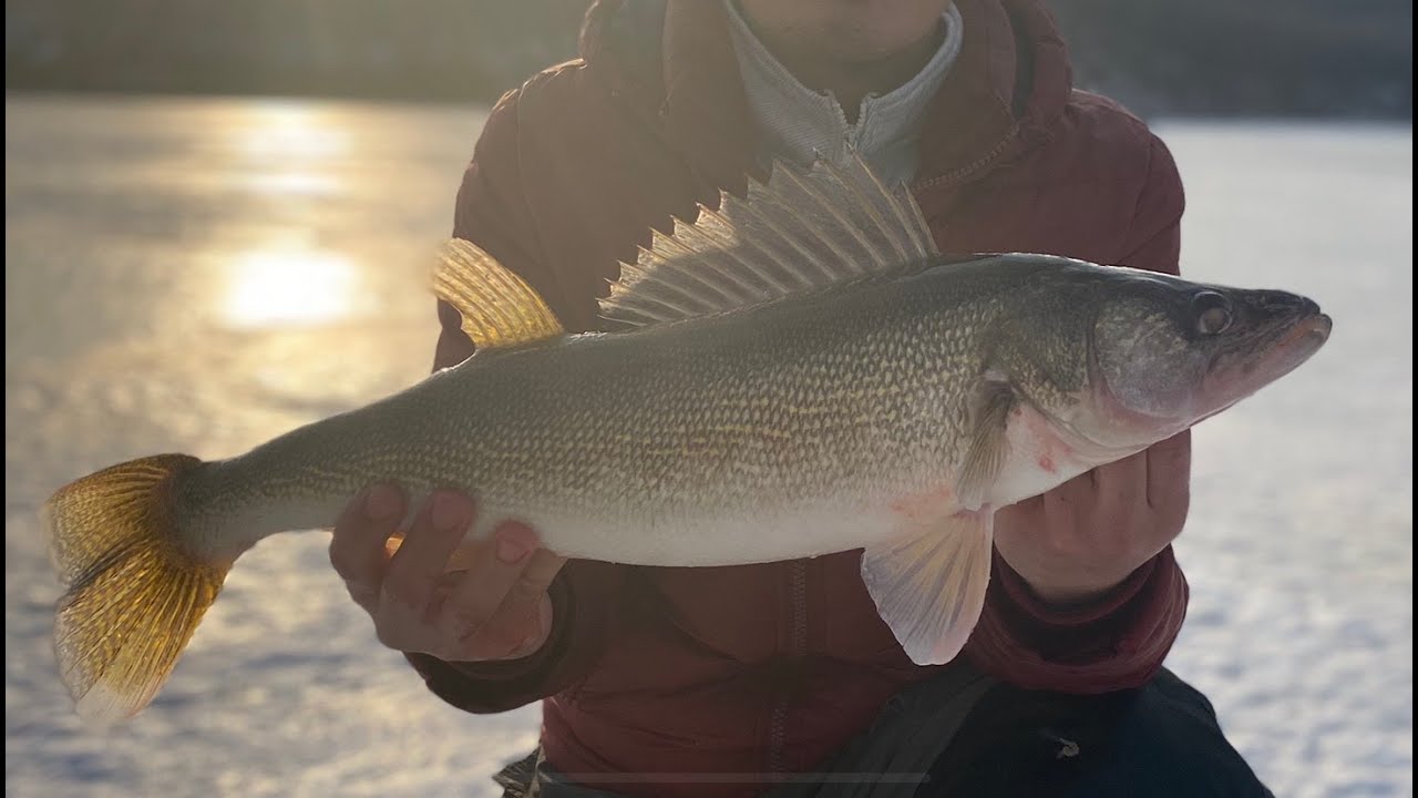 Minnesota Ice Fishing 2020 Smallmouth Bass & Bonus Walleye YouTube