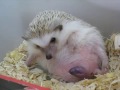 Hedgehog giving birth -  BIRTHING PROCESS