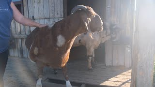 ZiegenVine Homestead: Farmer Veteran Tour