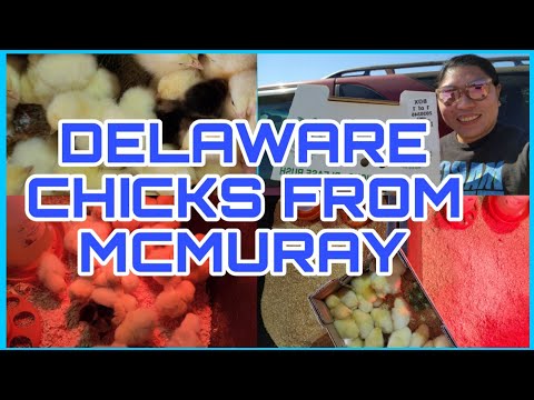 SPECIAL BREEDING DELAWARES FROM MCMURAY DELIVERY TODAY|| WE HAVE CHICKS TO RAISE || SPECIAL CHICKS