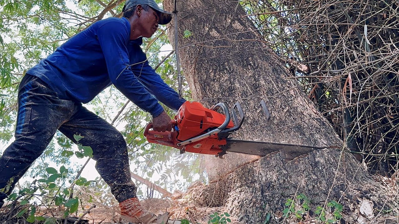 Cut down 2 dangerous leanings trees ‼️ Husqvarna 395xp chainsaw. - YouTube